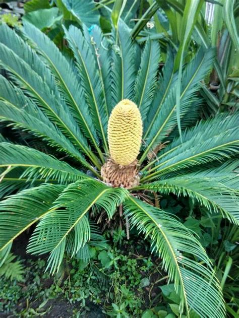 鐵樹開花意思